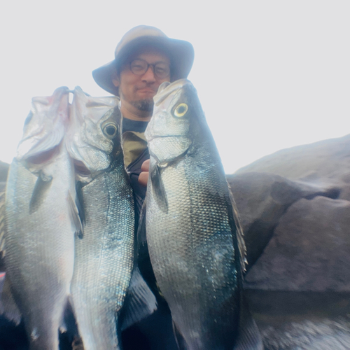 ヒラスズキの釣果