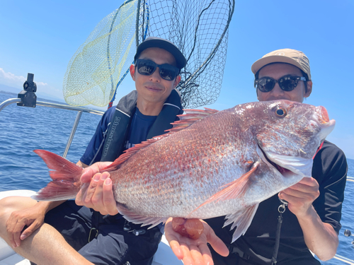 マダイの釣果