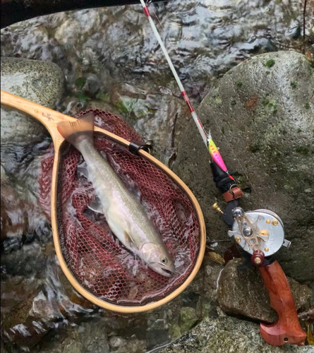 イワナの釣果