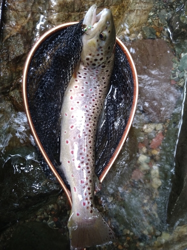 ブラウントラウトの釣果