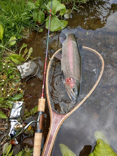 ニジマスの釣果