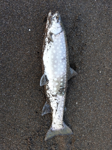 アメマスの釣果