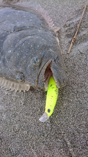 ヒラメの釣果