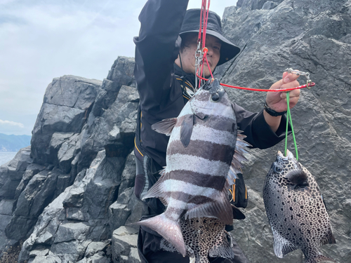 イシダイの釣果