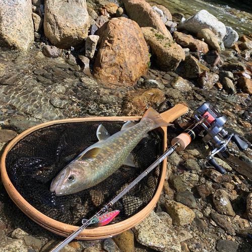 イワナの釣果