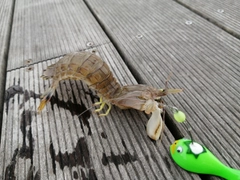 シャコの釣果