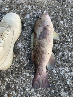 ブダイの釣果