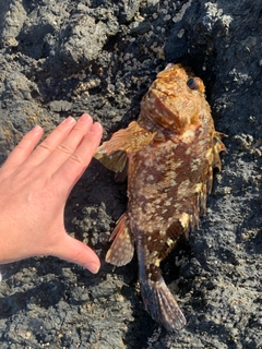 カサゴの釣果