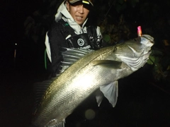 シーバスの釣果