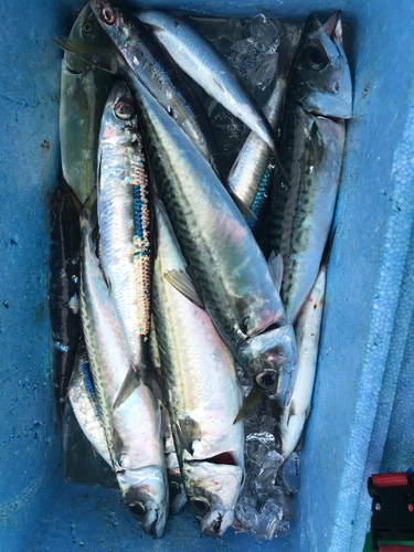 マサバの釣果