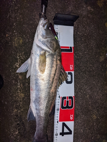 シーバスの釣果