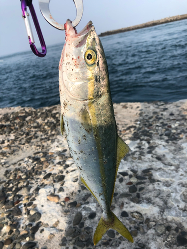 ハマチの釣果