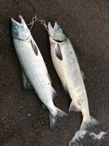 サケの釣果