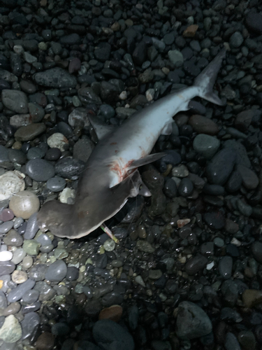 シュモクザメの釣果