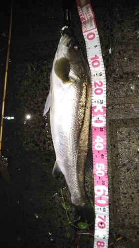 シーバスの釣果