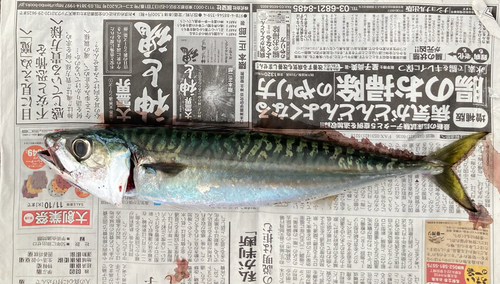 サバの釣果