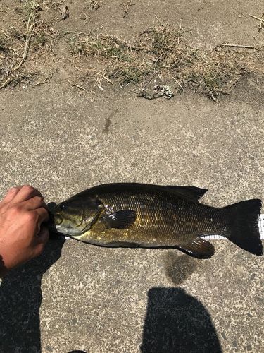 スモールマウスバスの釣果