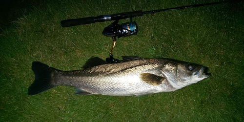 フッコ（マルスズキ）の釣果