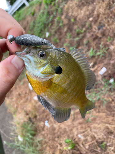 ブルーギルの釣果