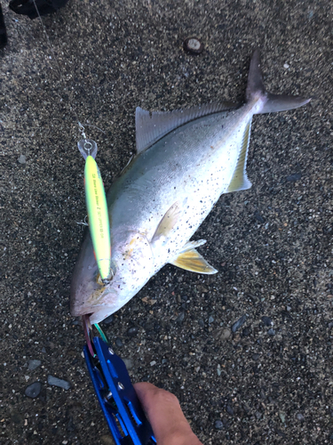 ショゴの釣果