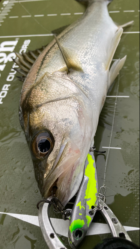 シーバスの釣果