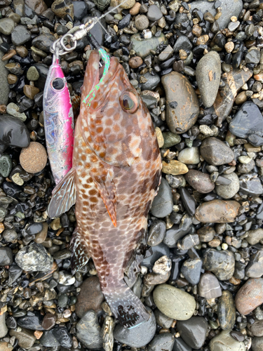 オオモンハタの釣果