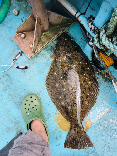 ヒラメの釣果