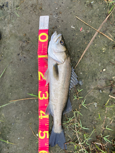 スズキの釣果