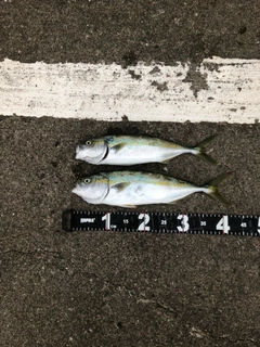 ハマチの釣果