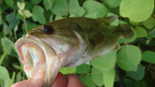 ブラックバスの釣果