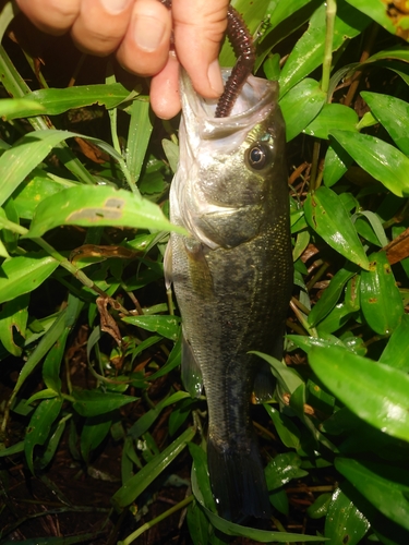 ブラックバスの釣果