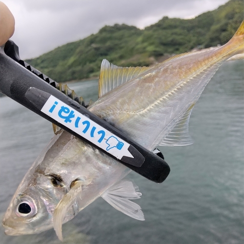 マアジの釣果