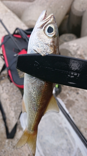 ムツの釣果