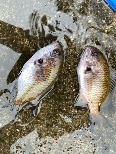 スズメダイの釣果