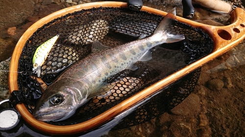 アマゴの釣果