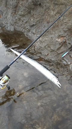 タチウオの釣果