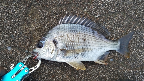 キビレの釣果