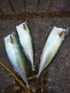 サバの釣果