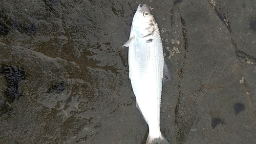 コノシロの釣果