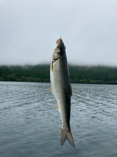 ウグイの釣果