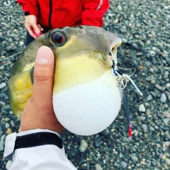 シロサバフグの釣果