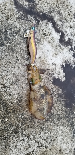 アオリイカの釣果