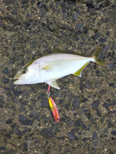 ショゴの釣果