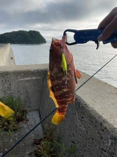 キジハタの釣果