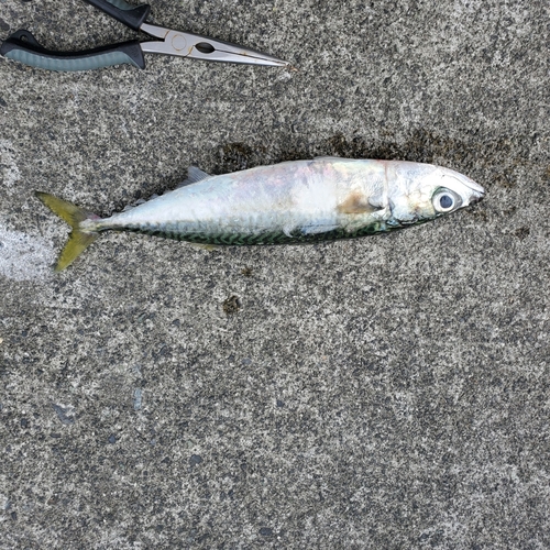 サバの釣果