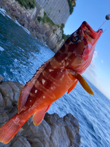 アカハタの釣果