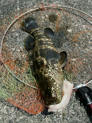 ヤイトハタの釣果