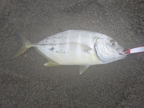 メッキの釣果