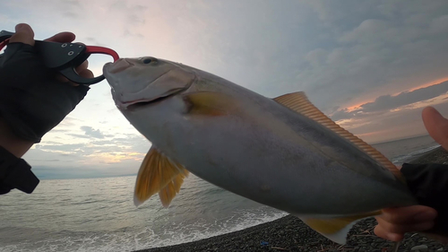 ショゴの釣果