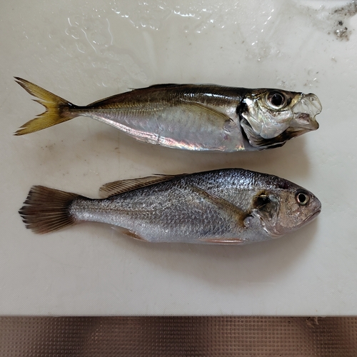 イシモチの釣果